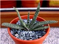 Gasteria verrucosa